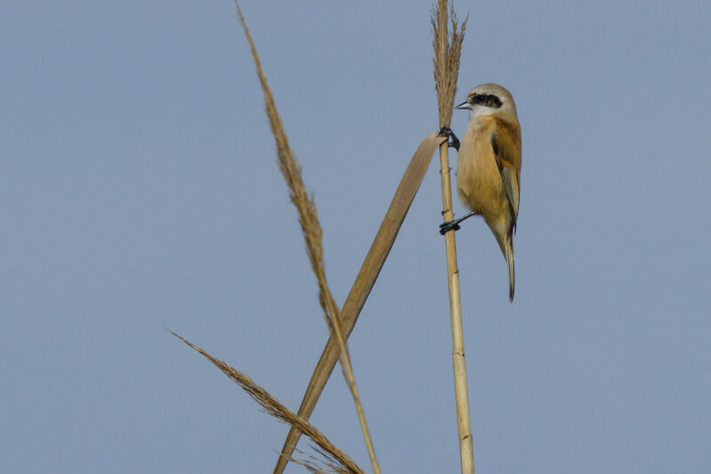 Rémiz penduline mâle